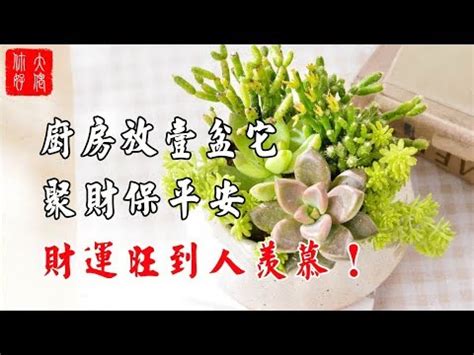 廚房招財植物